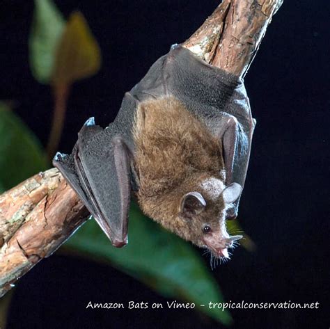 bats on amazon